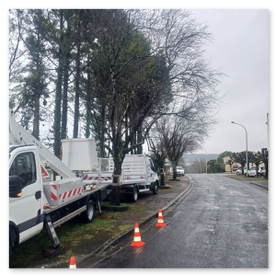 Élagage Abattage Angoulême Charente Cognac Barbezieux